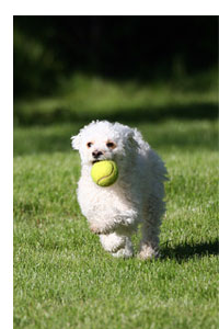 Pet Visitations Includes Play Time